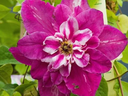 Clematis My Darling (1)