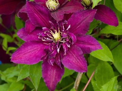 Clematis Niobe (1)