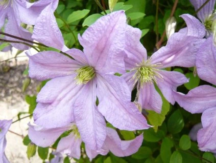 Prinz Charles wurde verkleinert