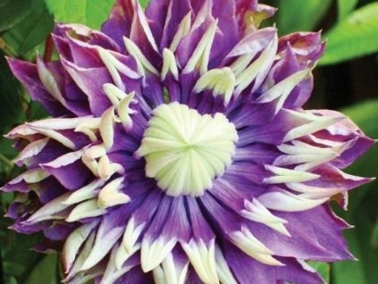 69636 1 plamenek taiga