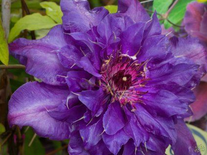 Clematis The President (2)
