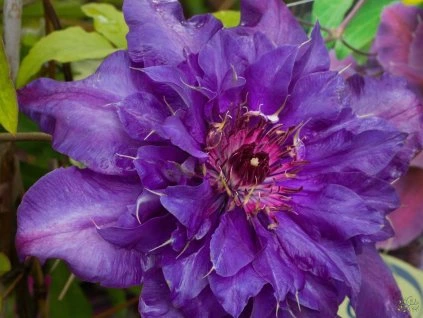 Clematis, der Präsident (2)