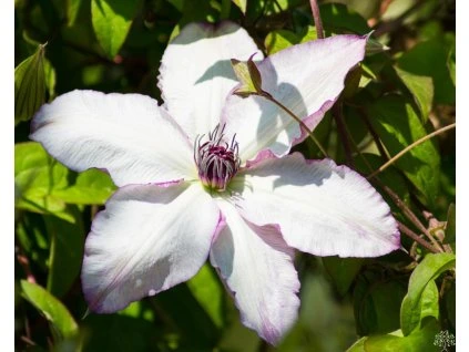 Clematis Utopia