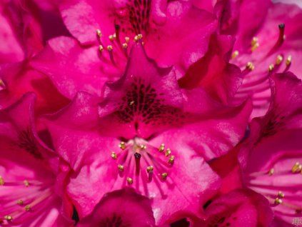 Rhododendron Royal Amaranth (2)