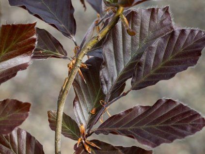 11646 15047 b7b3 800x800