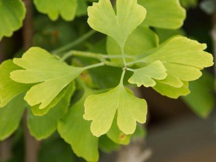 Ginkgo