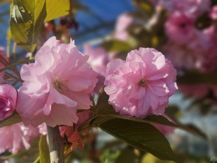 Prunus serrulata Kanzan (1)