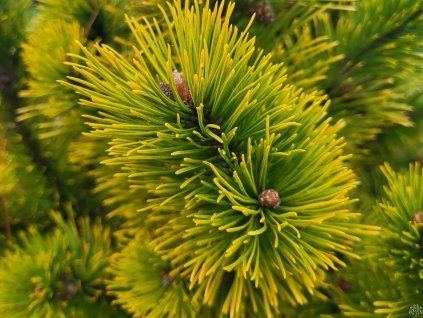 Pinus mugo 'Golden Glow' (2)