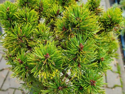 Pinus mugo 'Picobello' (2)