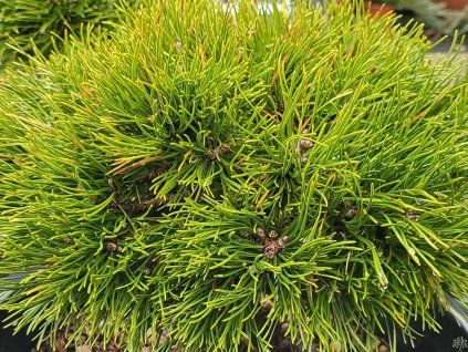 Pinus mugo 'Gr�ne Welle' (1)