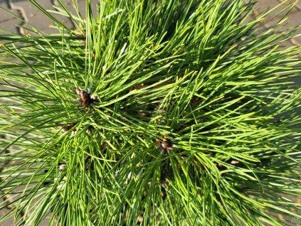 Pinus nigra 'SN 18' (1)