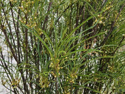 Rhamnus Fine Line (1)