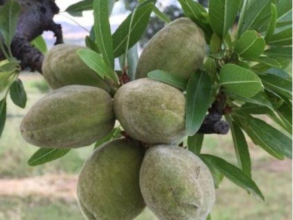 73263 1 mandlon super nova