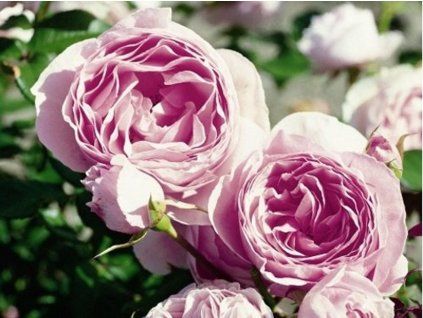 Rose 'Gartenträume®' (Container C2)