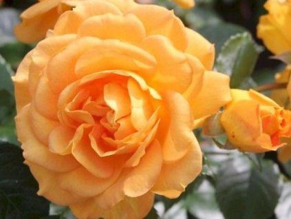 Rose 'Goldelse®' (Container C2)