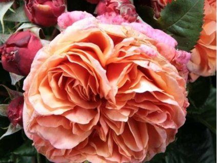 Rose 'Mary Ann®' (Container C2)
