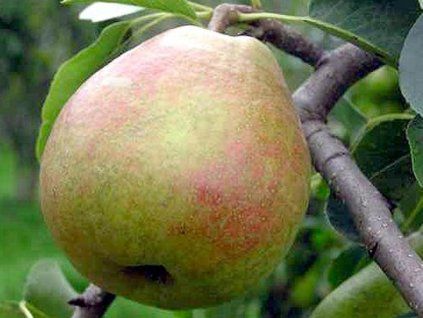 79005 1 hrusen suvenyr