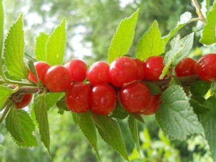 79056 2 visen plstnata