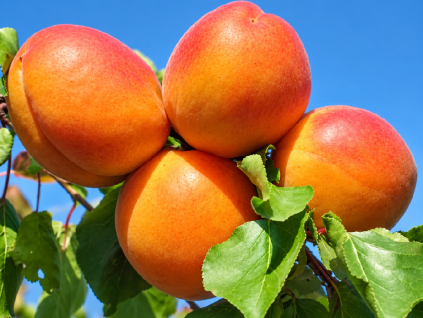 early orange