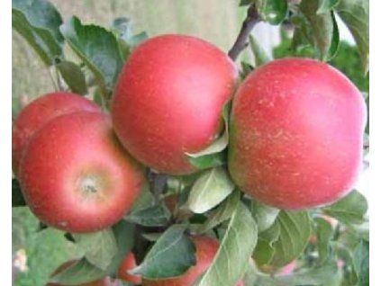 81179 jablon rosabel