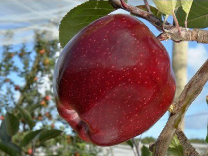 81218 jablon jeromine