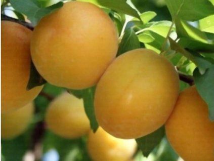 81224 1 merunka ninfa