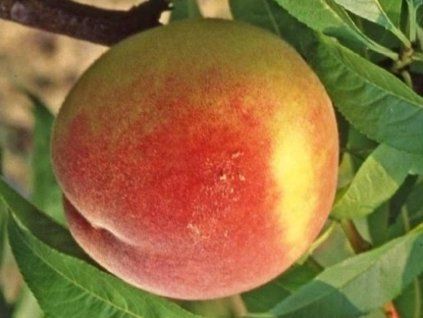 81260 1 broskvon maycrest