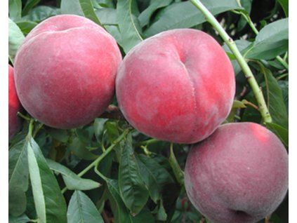 81284 broskvon royal time