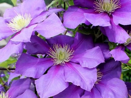 81443 plamenek general sikorski