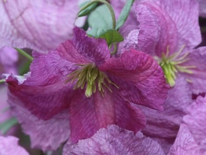 81470 4 plamenek mazurek