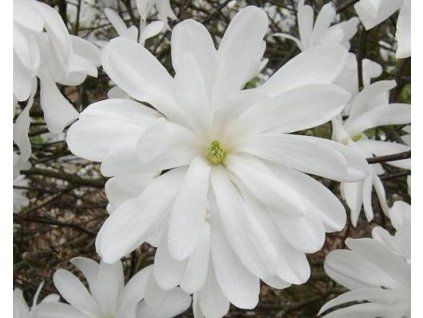 kiku