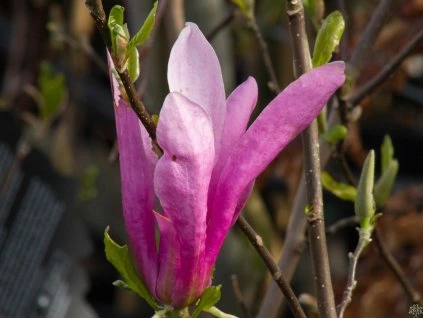 Magnolia Susan