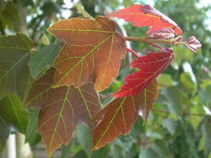 acer rubrum Sommerrot Strauch