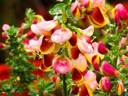 Cytisus Andreanus (1)