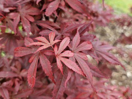 Acer Skeeters Broom (3)