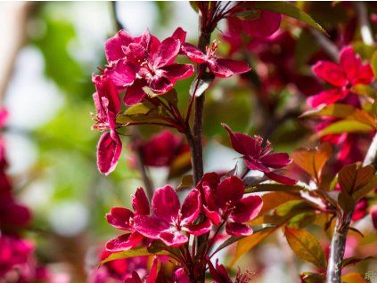 Malus Royalty (2) kopie