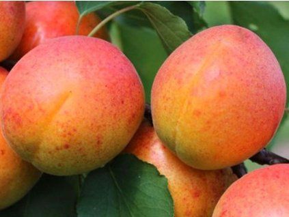 82991 1 merunka frisson