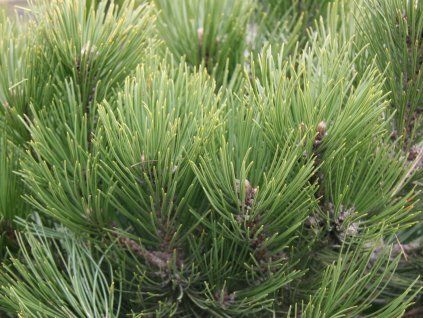 83990 borovice heldreichova compact gem