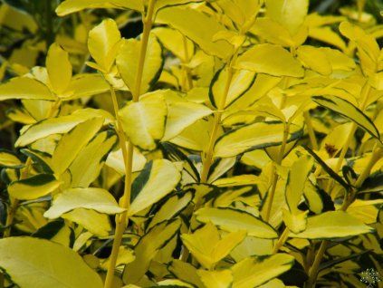 Euonymus japonicus Aureus (2)