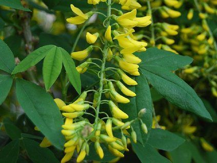 84332 1 stedrenec alpsky pendulum