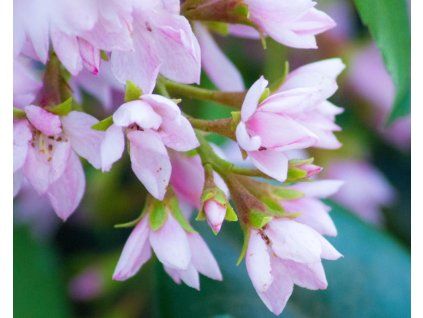 Rhapiolepis umbellata2