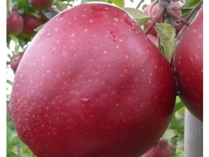 85559 jablon dark idol 2