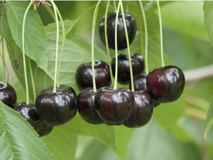 85589 1 tresen roxana