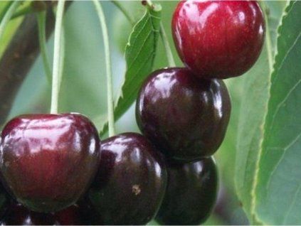 85619 1 tresen irena