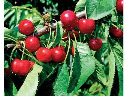 85622 tresen justyna