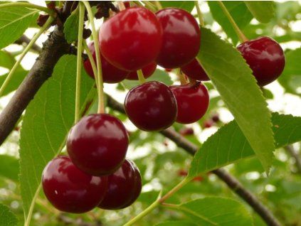 85874 2 visen schokolade