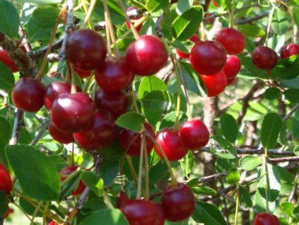 85880 2 visen zagarvysne