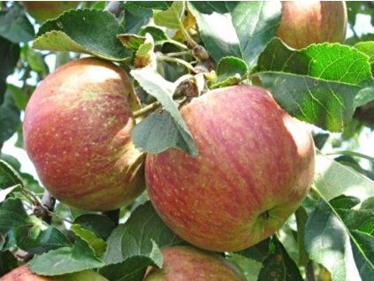 85889 jablon krasava