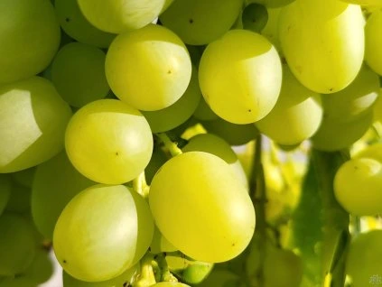 Weinrebe 'Arkadia' (Container C2)