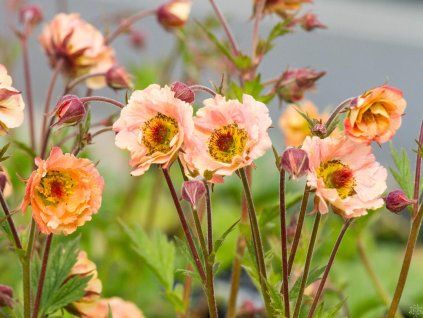 Geum Mai Tai (1)